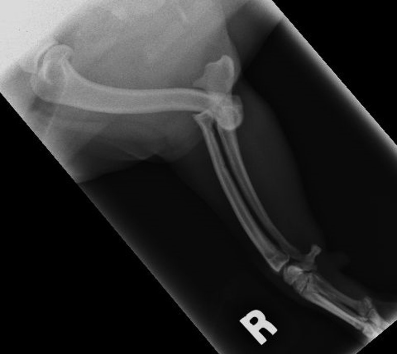 Traumatic Elbow Luxation | Central Texas Veterinary Specialty ...