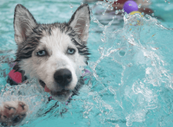 Pool and Beach Safety Tips for Pets:Part II