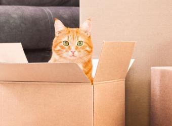 5 Tips for Ensuring a Seamless Move with Cats