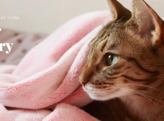 Caring for Your Dog or Cat After Surgery