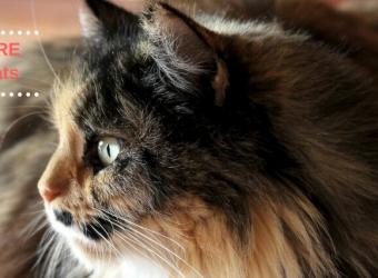 Special Care for Senior Cats: What Cat Lovers Want to Know