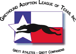 Greyhound-Adoption