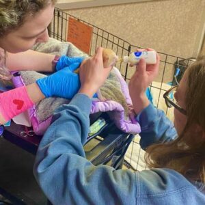 Kitten receiving emergency care at Central Texas Veterinary Specialty & Emergency Hospital in Austin, Texas, being fed with a bottle by a staff member.