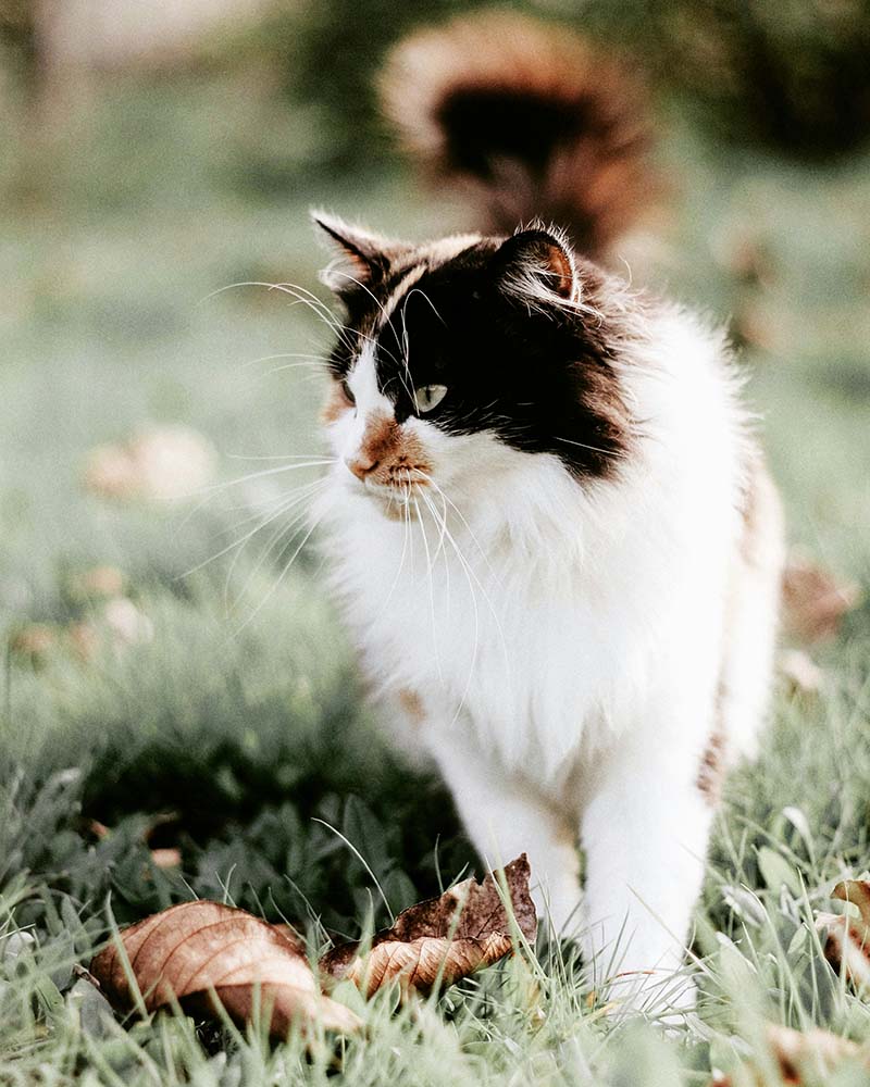 Orange and white cat walking outdoors on a grassy patch, looking attentively into the distance with greenery in the background.