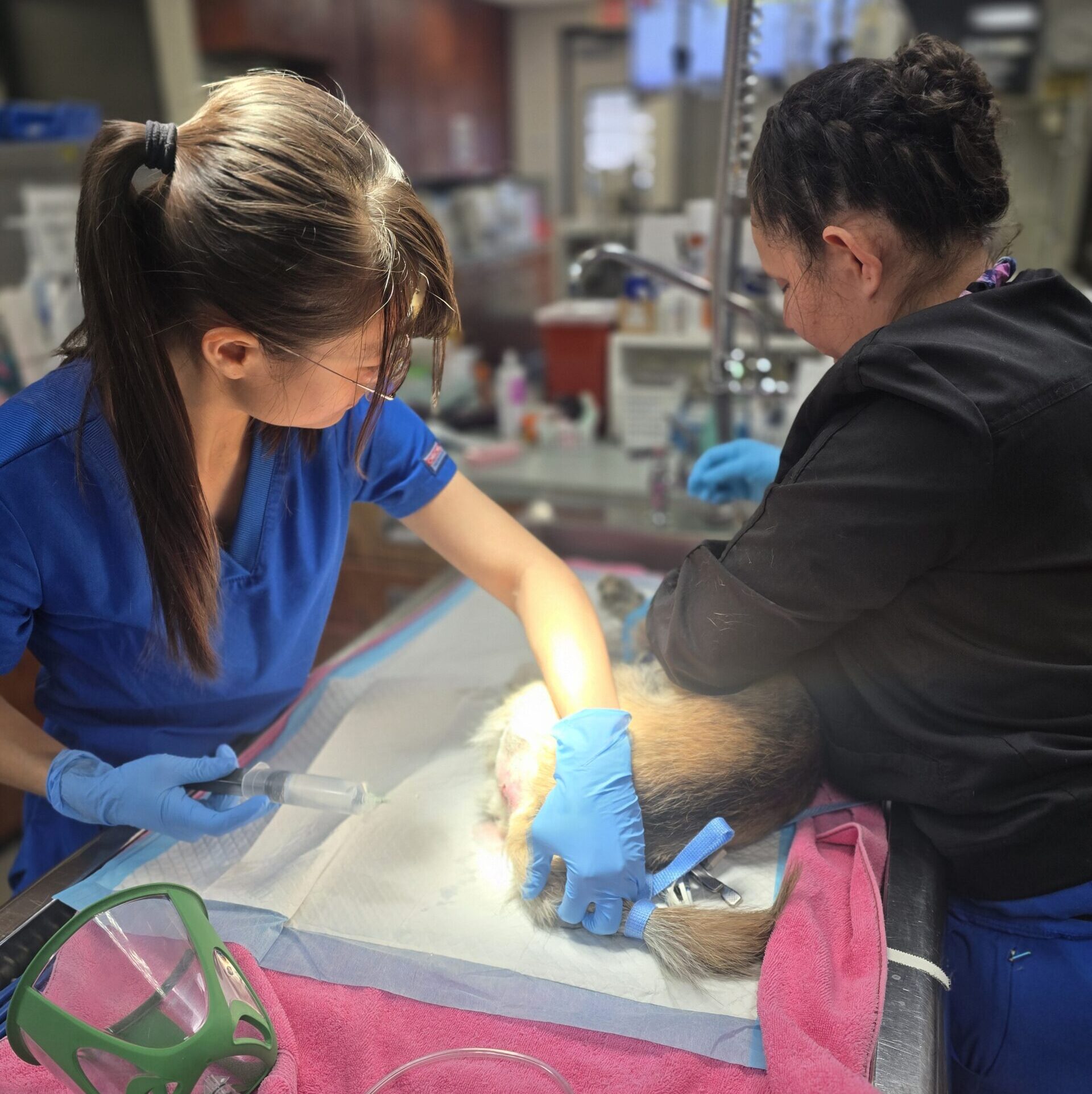 Emergency Animal Hospital South