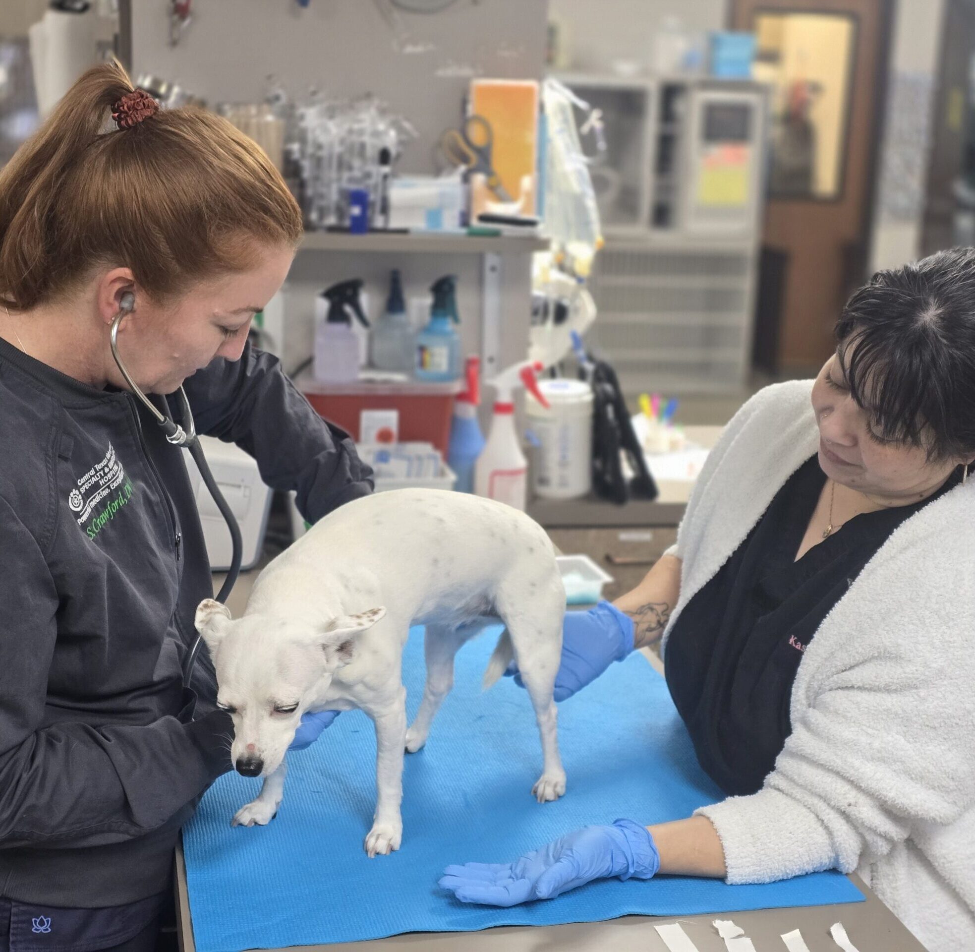 Emergency Animal Hospital South