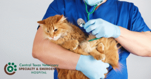 cat exam image (2)
