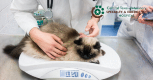 cat on scale