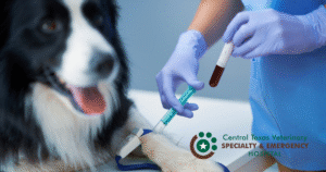 dog bloodwork
