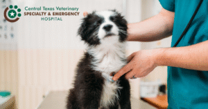 dog exam image