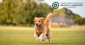 dog running