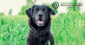 dog smile image
