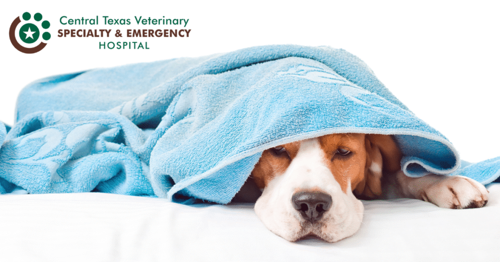 dog under blanket