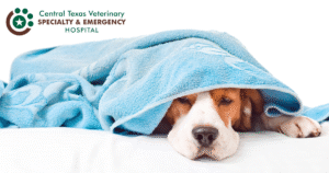 dog under blanket