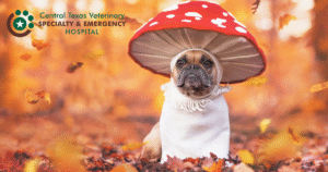 puppy costume