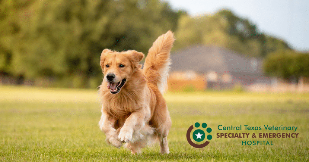 running dog image 2