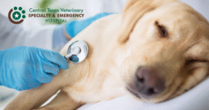 sick dog exam
