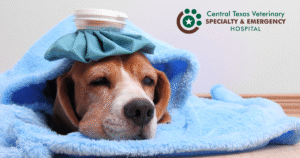 sick dog image