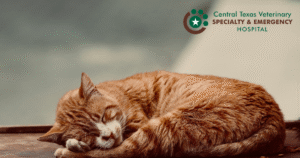 sleeping cat image